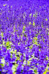 Vibrant Purple Salvia Officinalis Flowers in Full Bloom