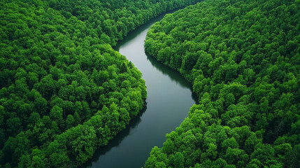 peaceful river flowing through lush forest, surrounded by vibrant green trees