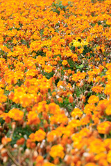 Vibrant Field of Blooming Tagetes Erecta Flowers