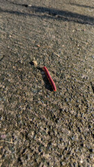 Red Millipede Crawling on Rough Asphalt Surface Under Bright Sunlight
