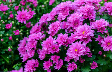 Fresh bright blooming pink chrysanthemums close up bushes planted in line in autumn garden outside in sunny day. Flower background