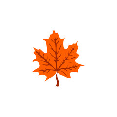 autumn maple leaf