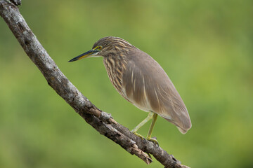 Indian pond heron, paddybird - Ardeola grayii perched at green background. Photo from Wilpattu National Park in Sri Lanka.