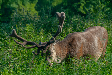 Red deer in the wild, Surrey, red deer stag with antlers in the wild.