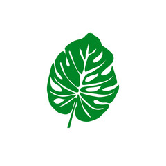 green leaf isolated on white