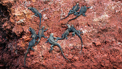 Tierwelten auf den Galapagos Inseln