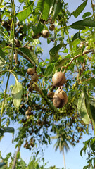 Ripe Ambarella Fruits (Spondias dulcis) Hanging on a Tree Branch with Sunlight