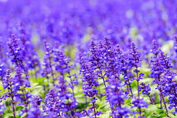 Vibrant Purple Salvia Officinalis Flowers in Full Bloom