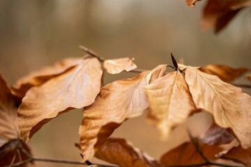 Delicate brown leaves cling to slender twigs, creating an intricate winter tapestry of dried foliage, their papery textures and copper tones catching subtle light.