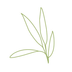 bamboo stem and leave