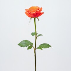 Single red rose in minimalist composition against neutral background delicate beauty romance and symbolism modern botanical photography high resolution stock image aesthetic appeal