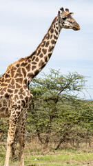 Majestic Giraffe Standing Tall in Its Natural Habitat Amidst Its Beautiful Surroundings Serengeti Tanzania Africa