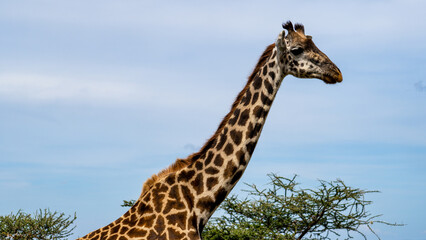 The Majestic Giraffe roams in its Natural Habitat. Explore Africas adventure and biodiversity Serengeti Tanzania Africa