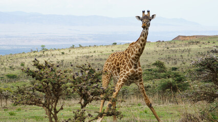 A Magnificent Giraffe Gracefully Walking Through Its Natural Habitat in the Savannah Serengeti Tanzania Africa
