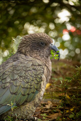 Kea in New Zealand