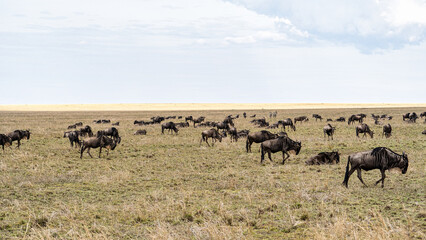 Fototapeta premium Experience the Majestic and Incredible Wildebeest Migration Across the Serengeti Plains Serengeti Tanzania Africa