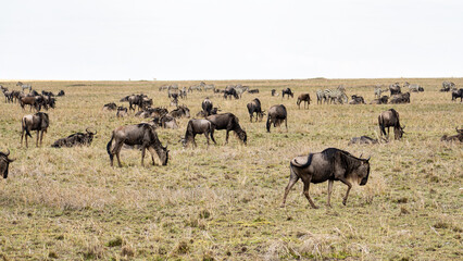 Incredible and Majestic Wildebeest Herds Grazing Gracefully on the Serengeti Plains Serengeti Tanzania Africa