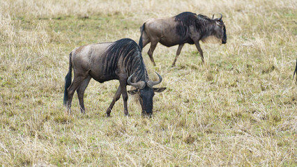 Wildebeests Grazing in the Beautiful Serengeti National Park, an Iconic Wildlife Destination...