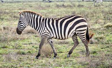 A Majestic Zebra is Gracefully Walking Through the Expansive Grasslands of Africa Serengeti Tanzania Africa
