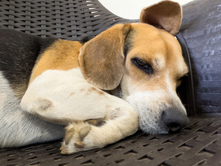 Portrait of beagle dog while sleeping