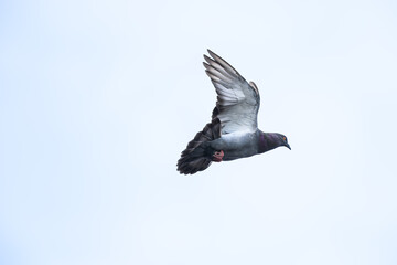 Stadttaube im Flug
