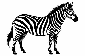 Fototapeta premium zebra silhouette black vector