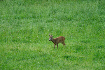 Bock in der Blattzeit im Gras