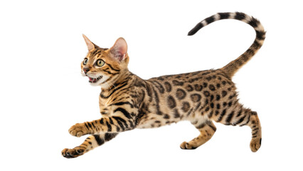 bengal cat isolated on transparent background