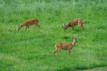 Rehbock und Rehe beim Grasen