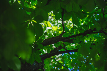Spring tree leafs
