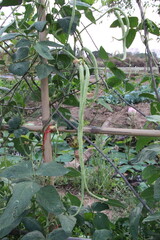 bird nest on tree Cordyceps