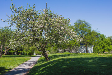 Spring in Bergen Norway