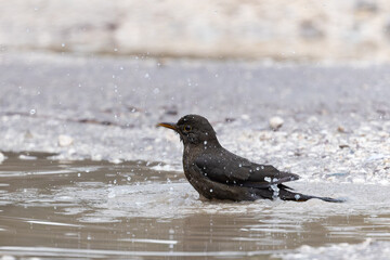 Amsel beim Baden