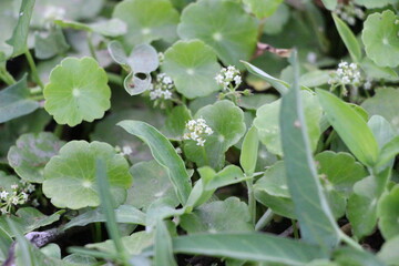 bee on a flower Centella asiatica