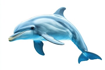 Obraz premium High Resolution of Dolphin Isolated on White