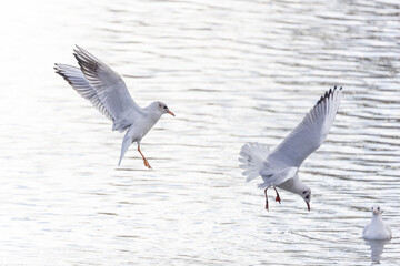 Lachmöwe im Flug