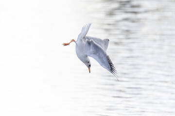 Lachmöwe im Flug