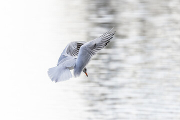 Lachmöwe im Flug