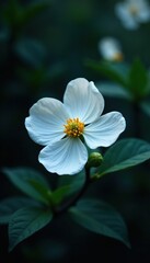 Obraz premium Delicate petals of white dogwood blossoms glow softly in the dark, dark, flowers, petals