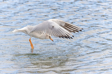 Lachmöwe im Flug