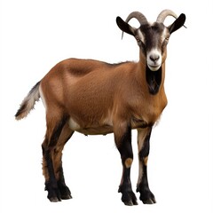 Fototapeta premium Detailed Color Picture of a Photo Goat, Isolated on a White Background
