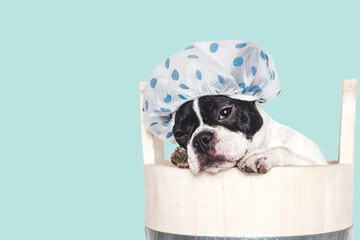 Cute puppy sitting in a big wooden barrel. Dog grooming. Close-up, indoors. Studio shot. Concept of...