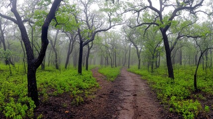Fototapeta premium Walking Path Through Foggy Green Forest with Lush Undergrowth