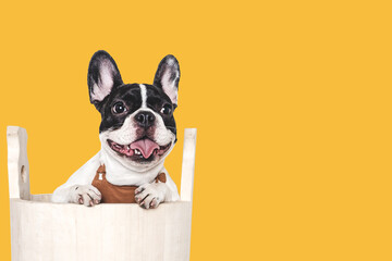 Cute puppy sitting in a big wooden barrel. Dog grooming. Close-up, indoors. Studio shot. Concept of care, education, obedience training and raising pets