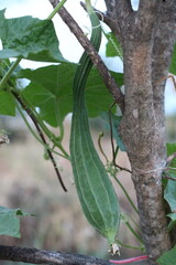cucumber on the vine Squash pods