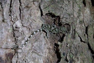 Forest Gecko Camouflaged on a Mossy Rock