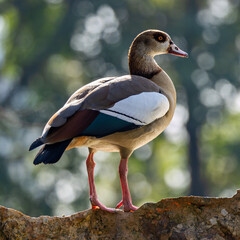 Egyptian Goose (Alopochen aegyptiaca) - Native to Africa, now widespread in Europe - Lisbon, Portugal
