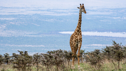 The Majestic Giraffe Gracefully Standing Tall in the Serene Wilderness of Serengeti Tanzania Africa © TravelLensPro