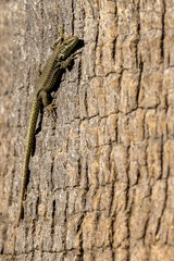 Common Wall Lizard (Podarcis muralis) - Native to Europe, thrives in rocky areas - Lisbon, Portugal