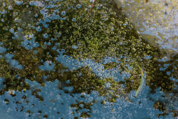 Abstract background. Bubble and algae water.